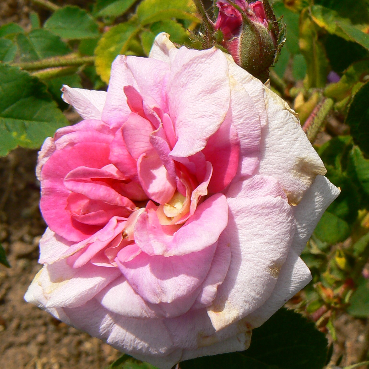 Töpfnerrose