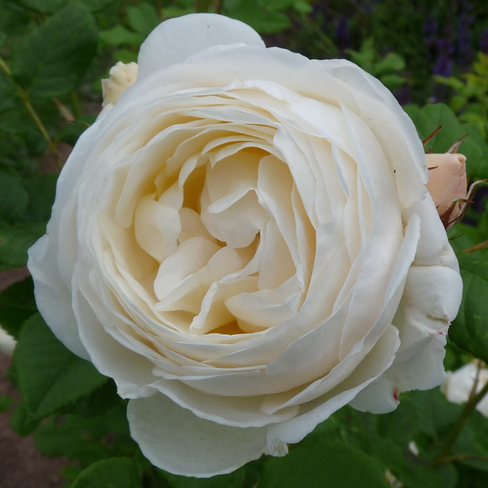 Uetersener Klosterrose