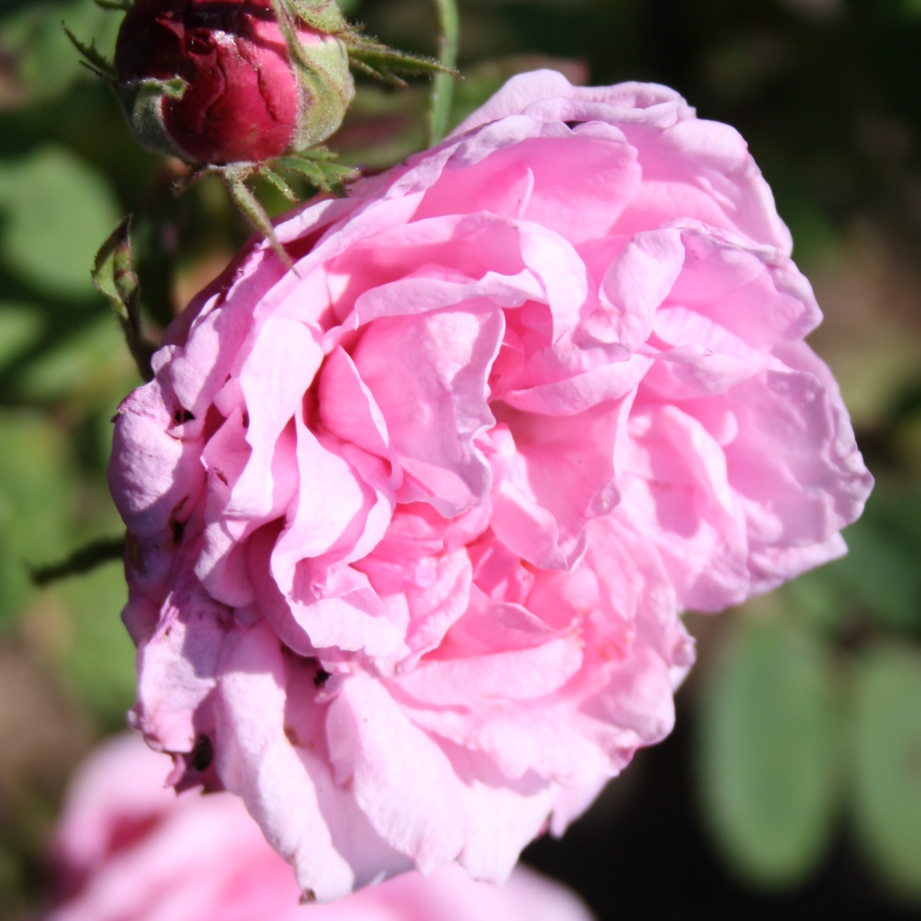 Unique Rose