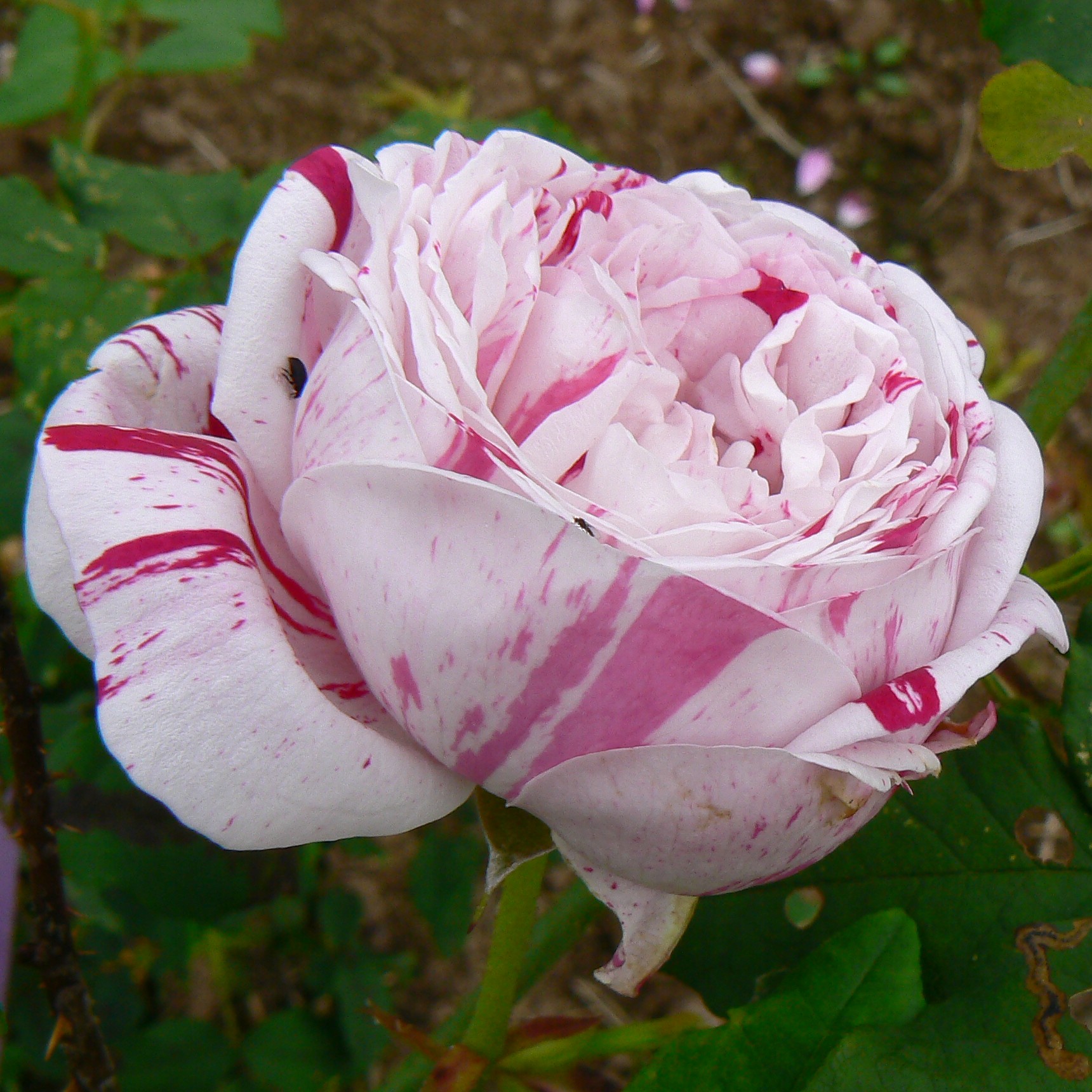 Variegata di Bologna – Bild 5