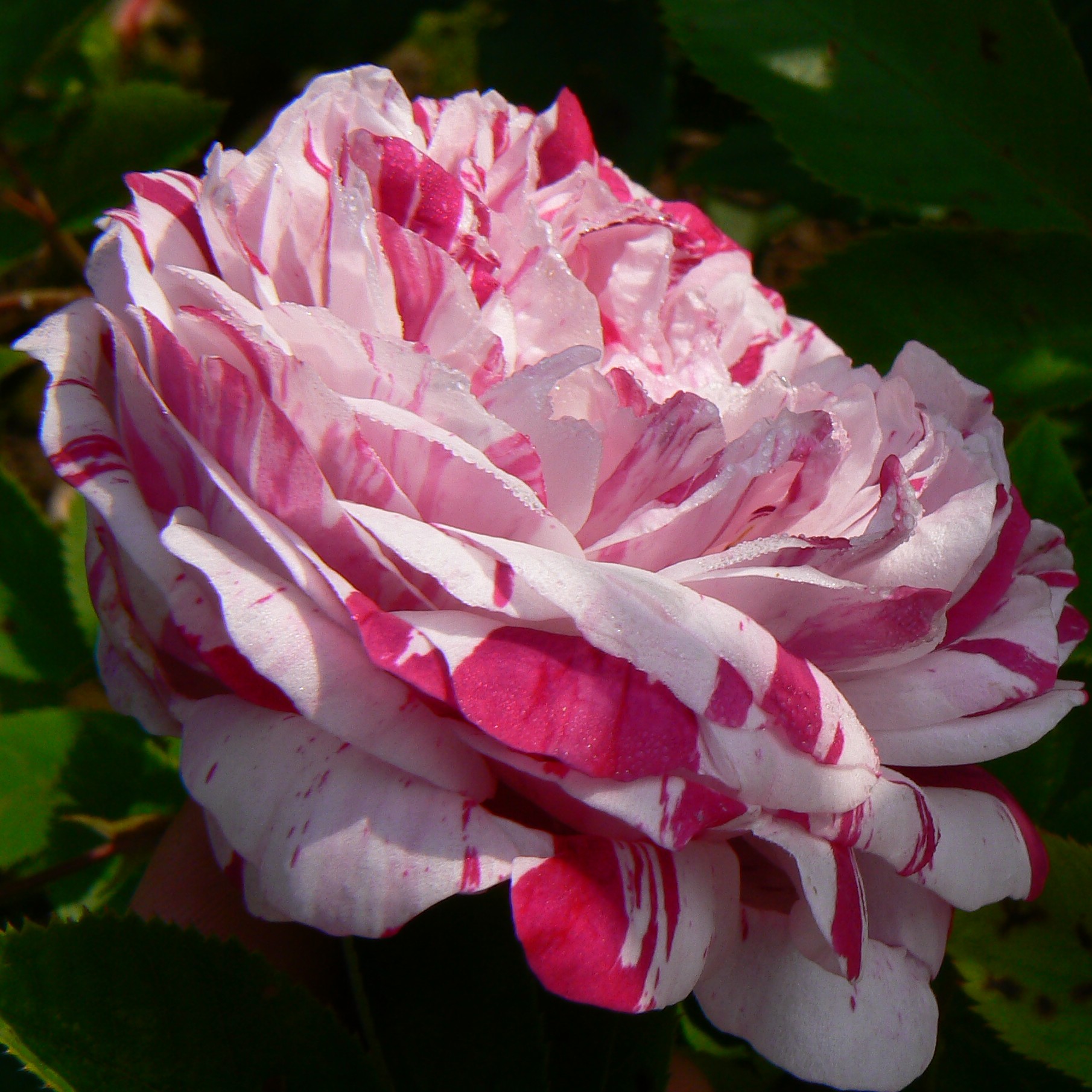 Variegata di Bologna – Bild 4