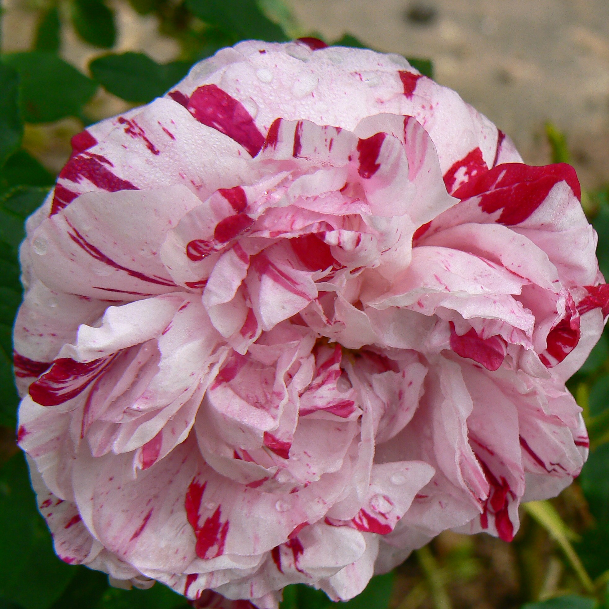 Variegata di Bologna – Bild 3