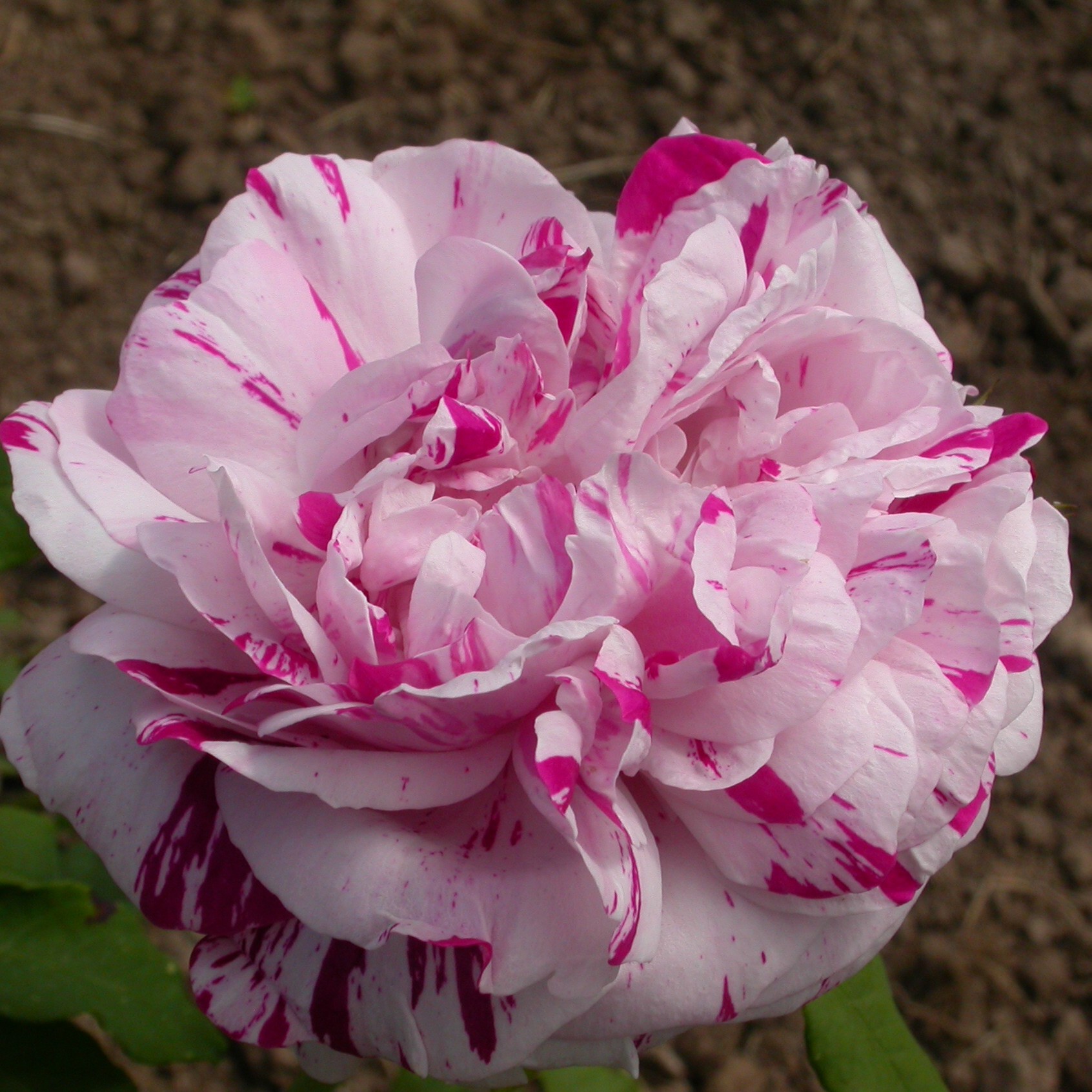 Variegata di Bologna – Bild 2