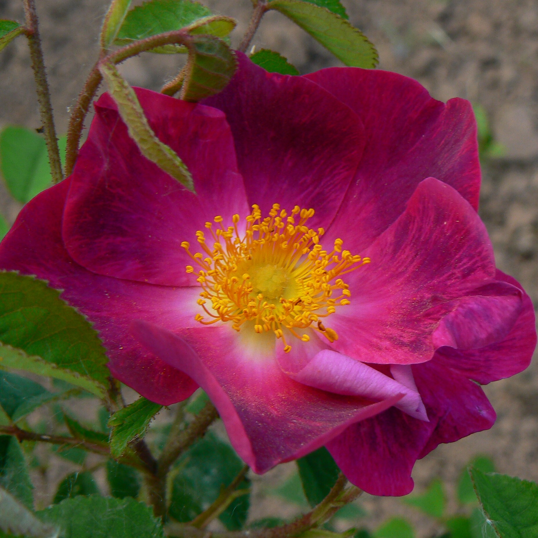 Violacea – Bild 2