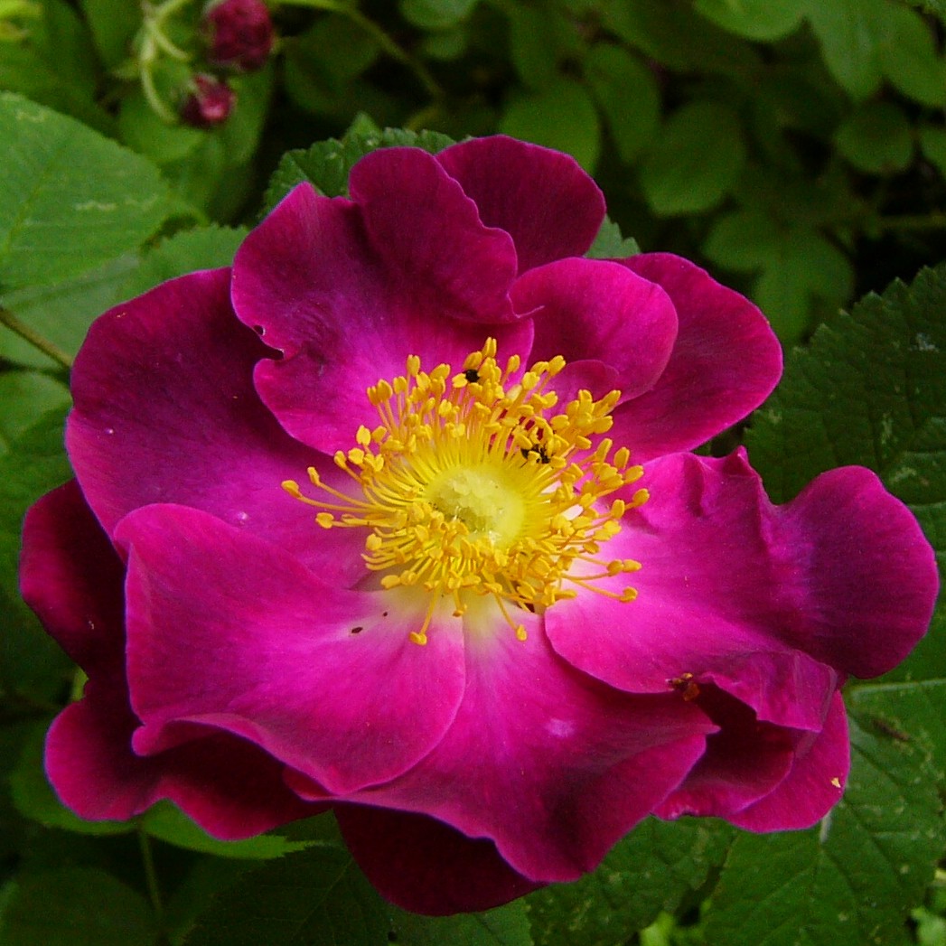 Violacea