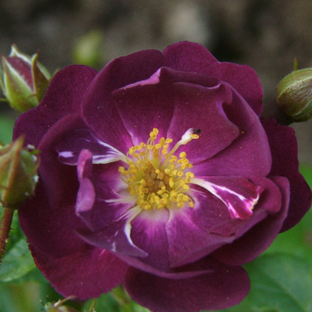 Violette