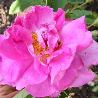 Weng-Rose