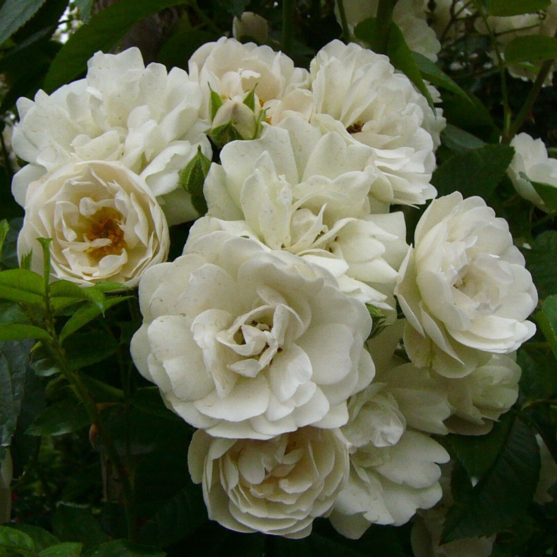 White Flight