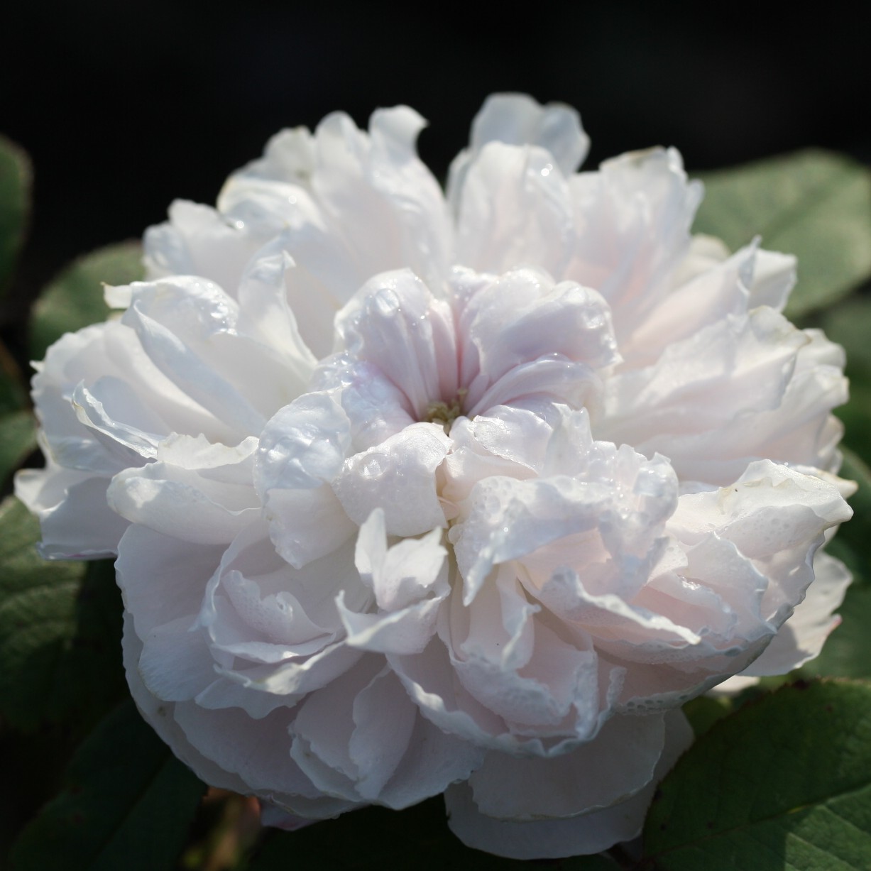 White Jacques Cartier – Bild 3