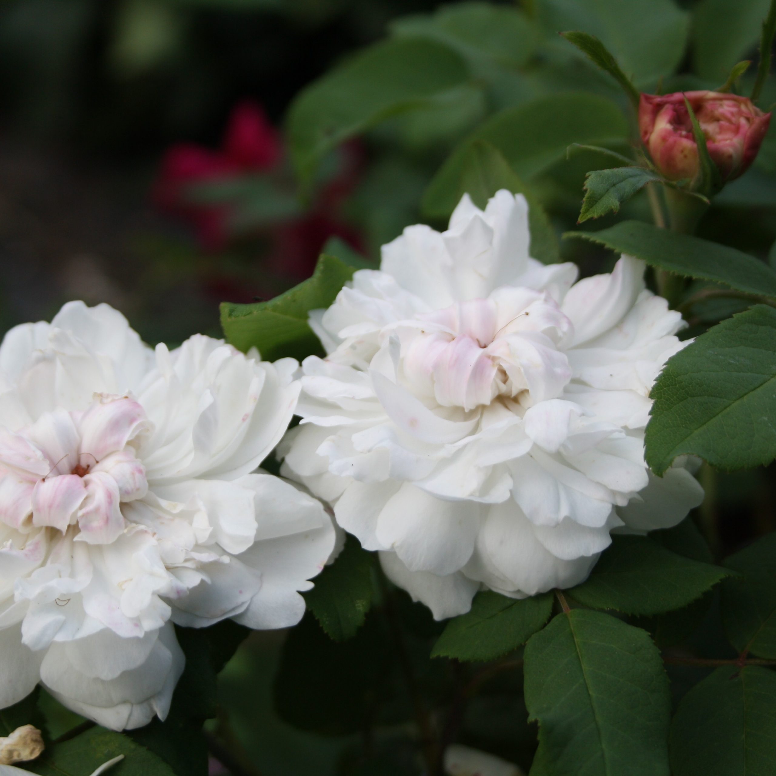 White Jacques Cartier