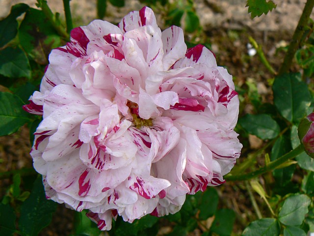 Variegata di Bologna – Bild 6