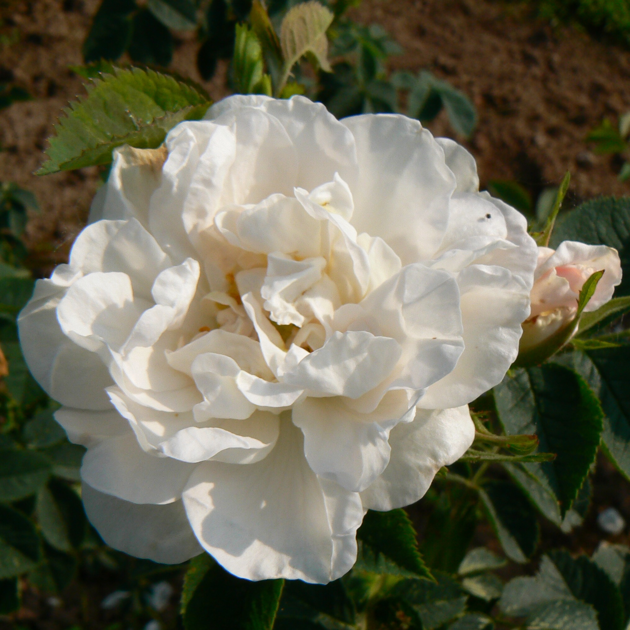 Alba Kießling Bühren – Bild 2