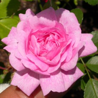 Debutante