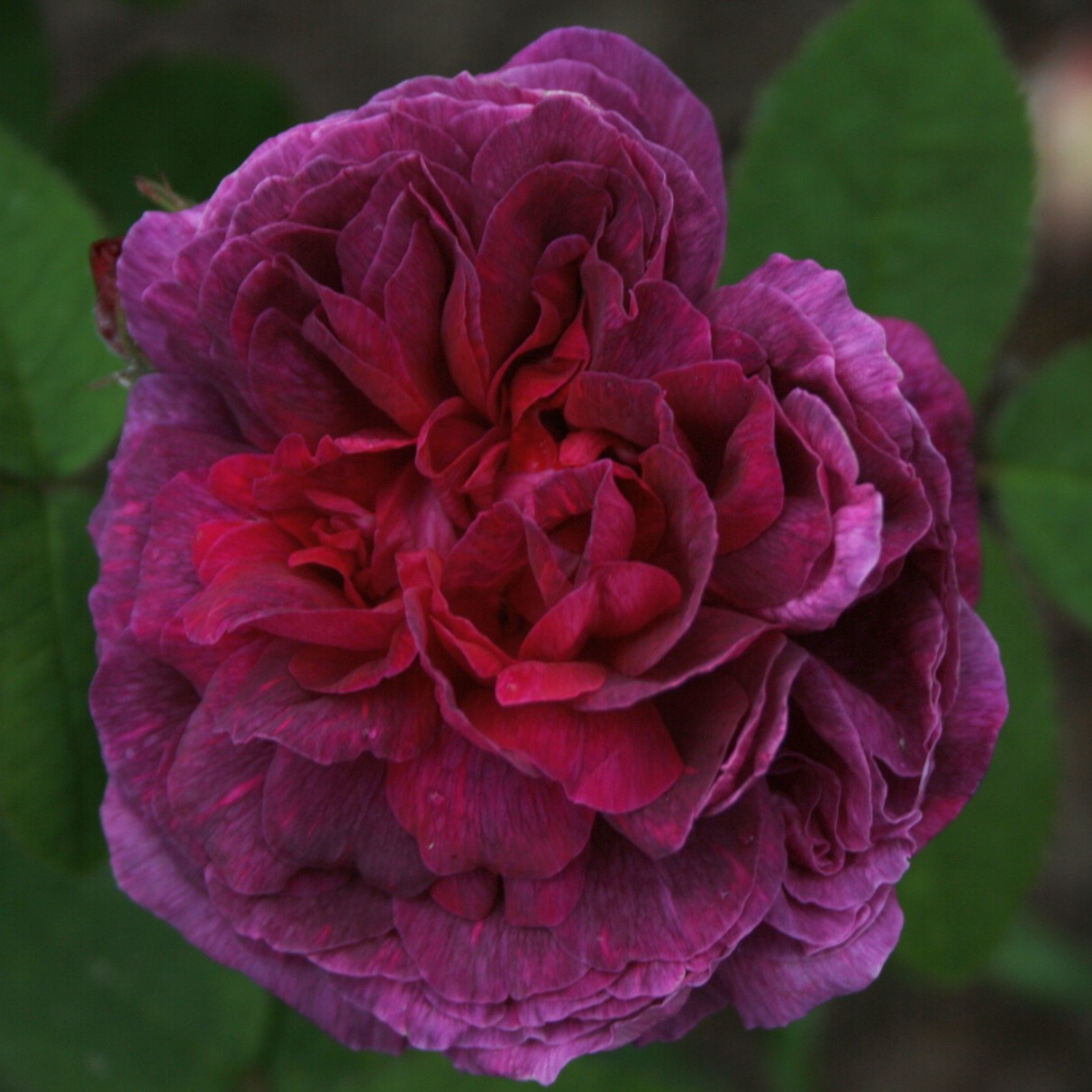 Fleur de Pelletier – Bild 2