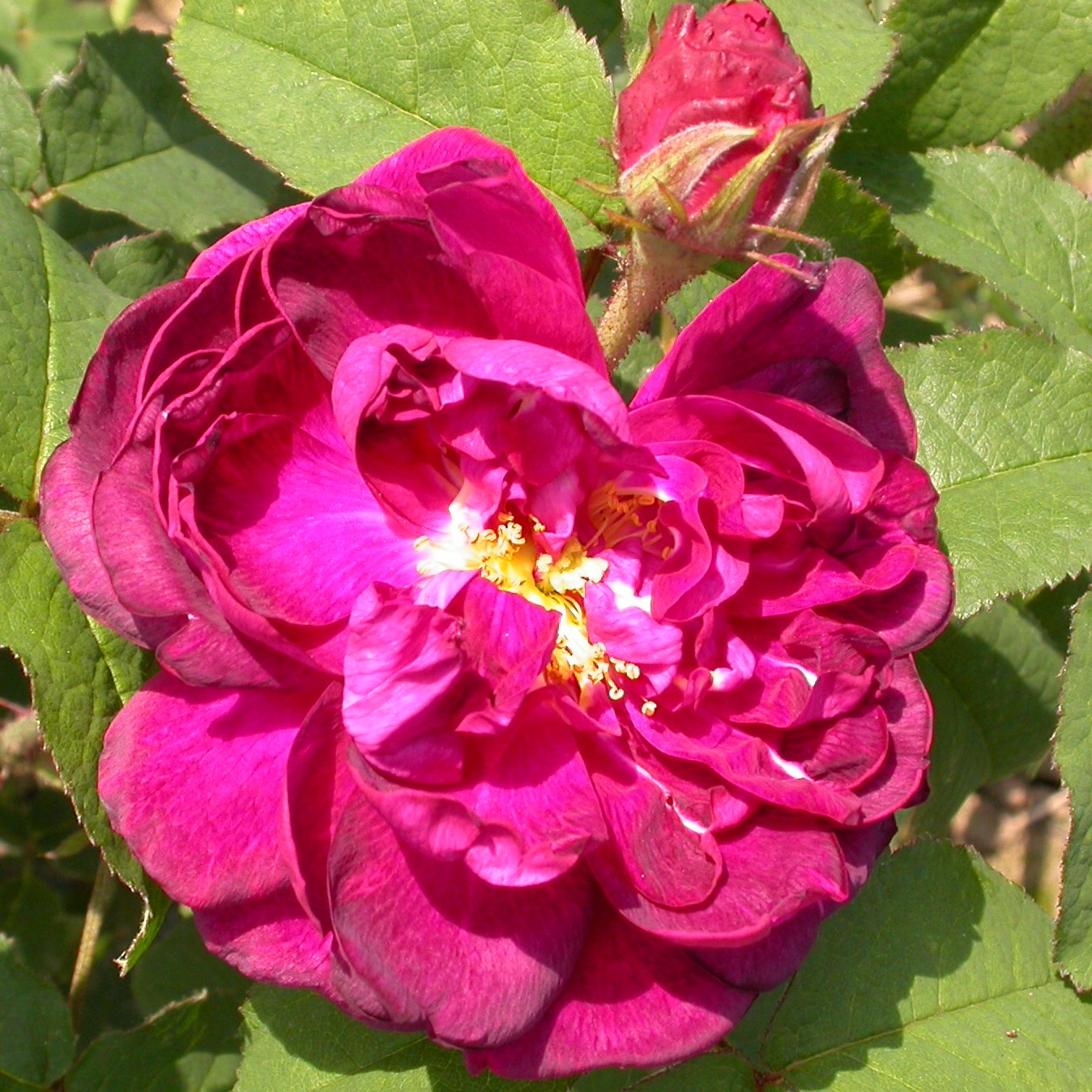 Fleur de Pelletier – Bild 3