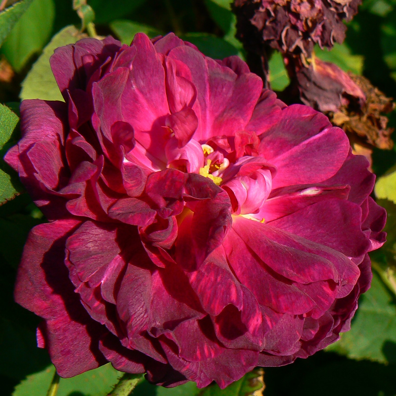 Fleur de Pelletier
