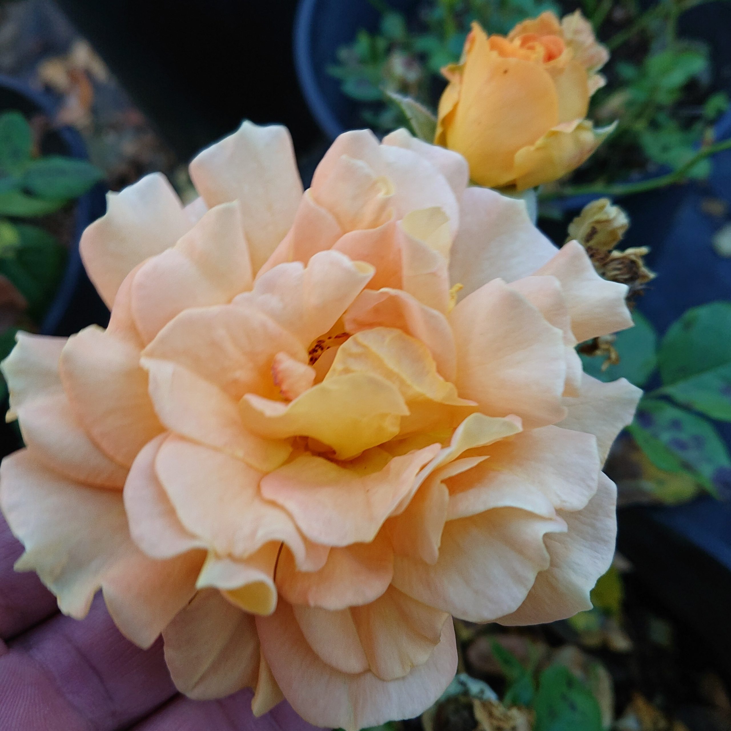 Goldelse – Bild 4