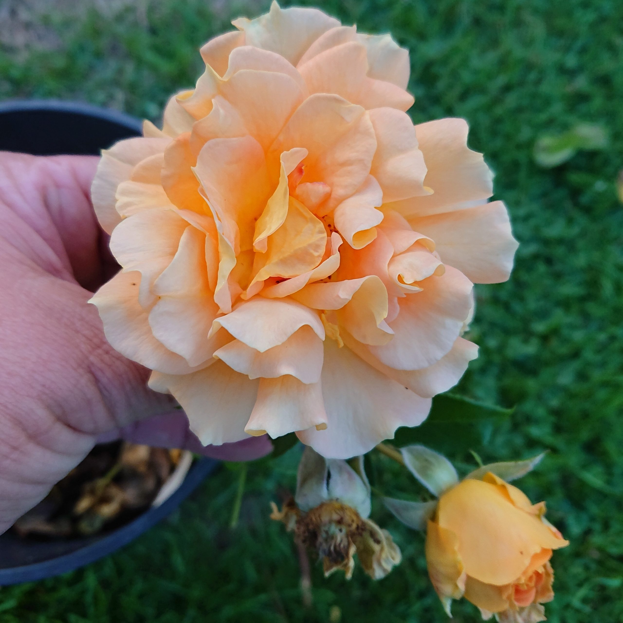 Goldelse – Bild 3