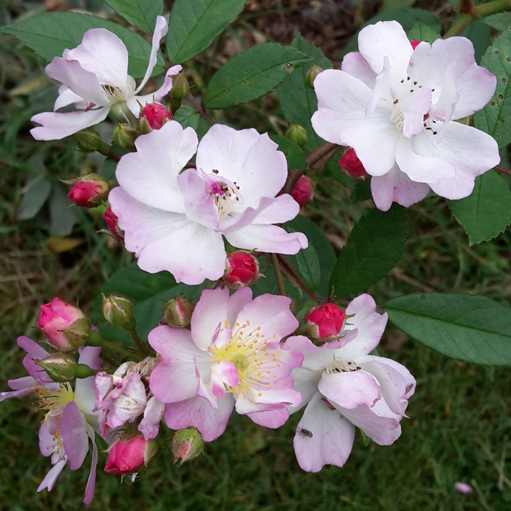 Julchen – Bild 2