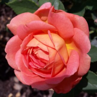 Lady of Shallot (Ausnyson)
