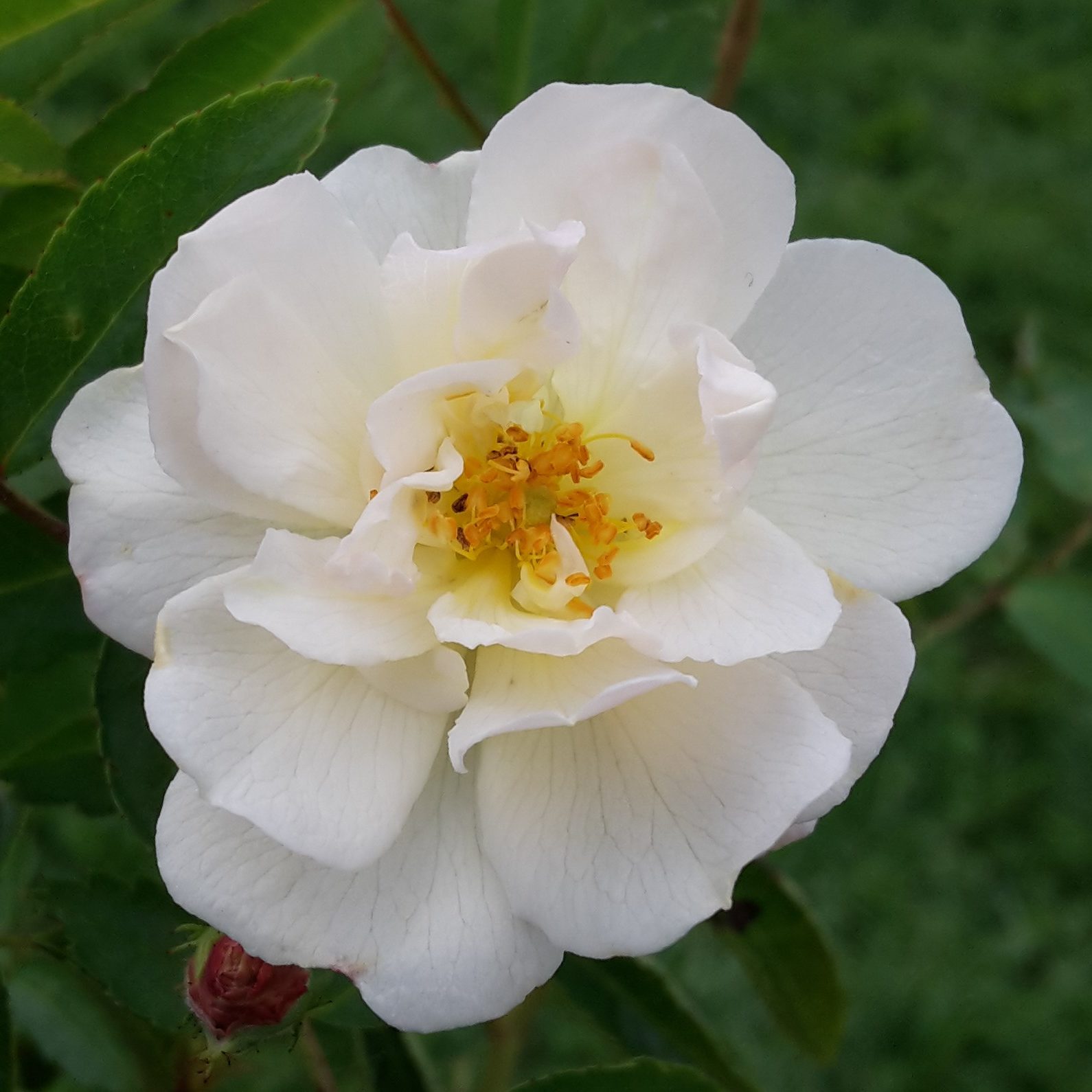 Mira – Bild 4