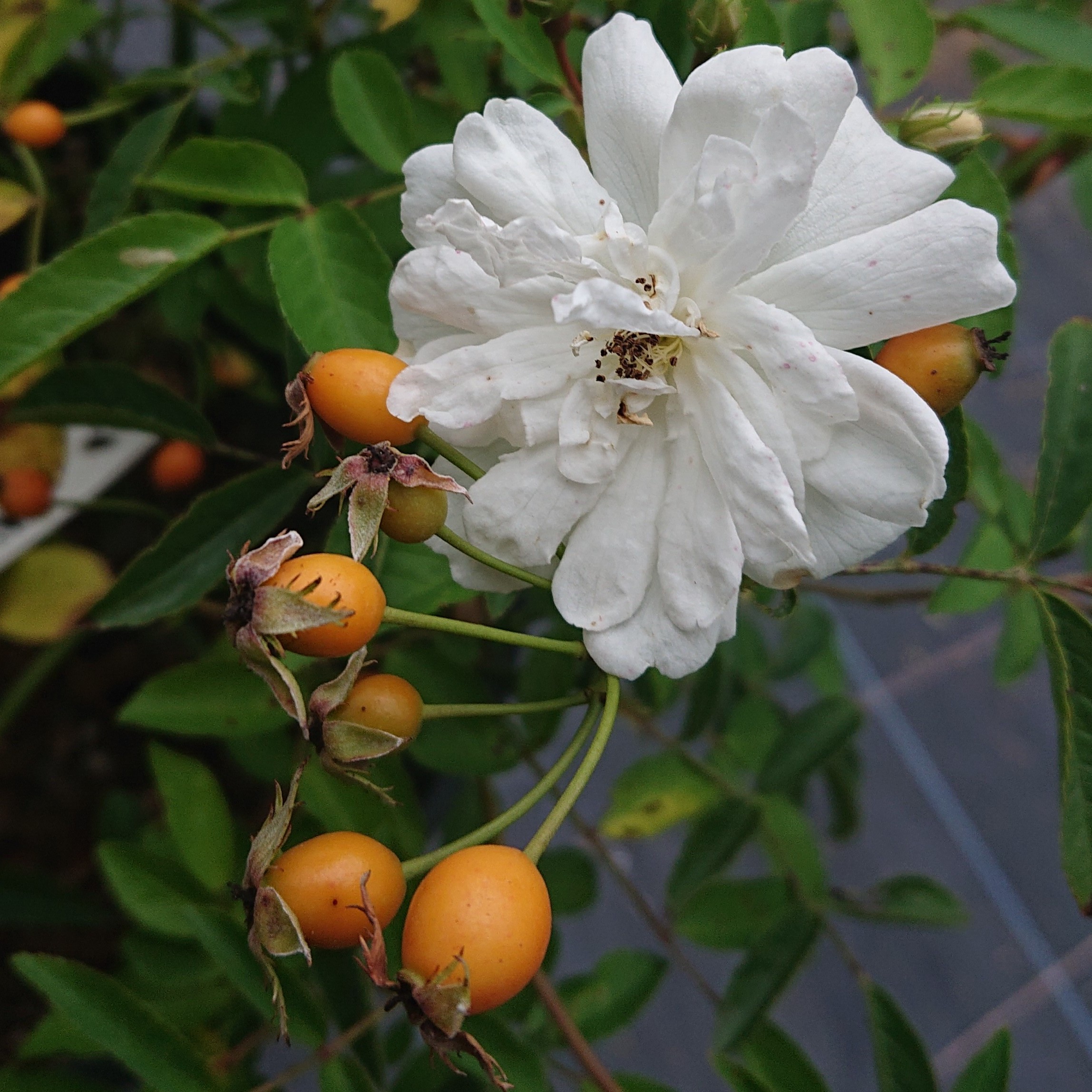 Mira – Bild 7