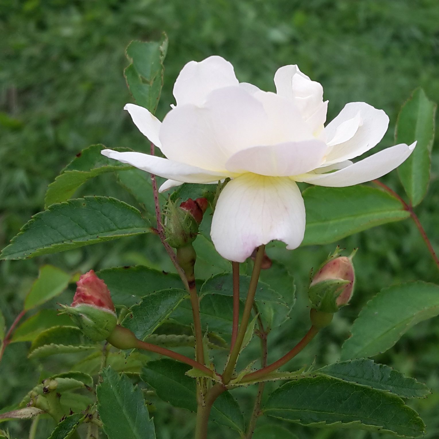Mira – Bild 3