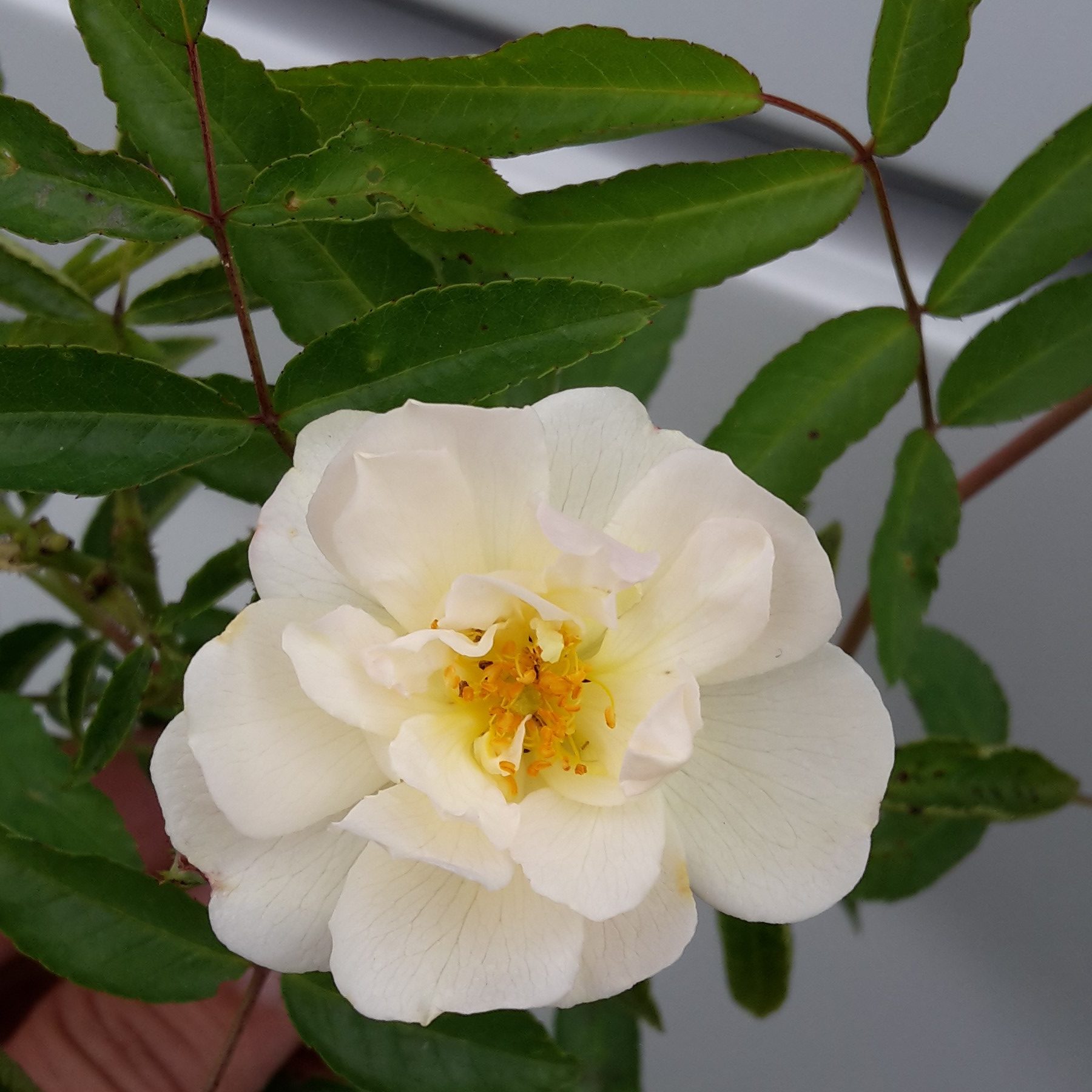 Mira – Bild 6