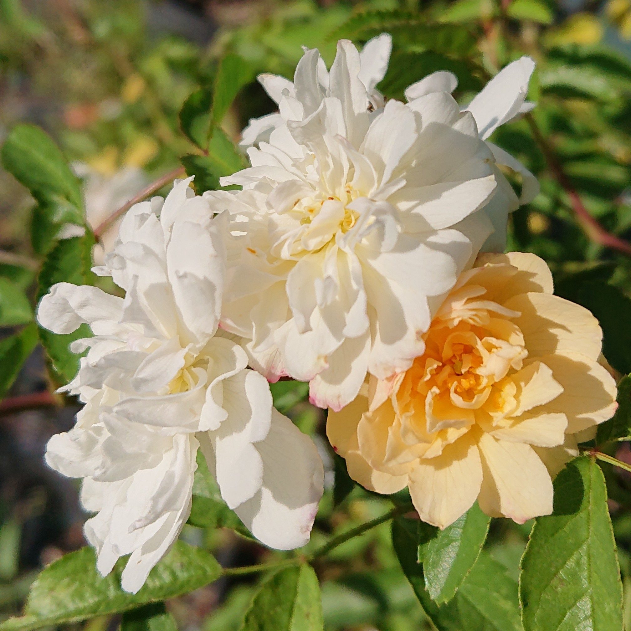 Mira – Bild 5