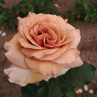 Moka Rose