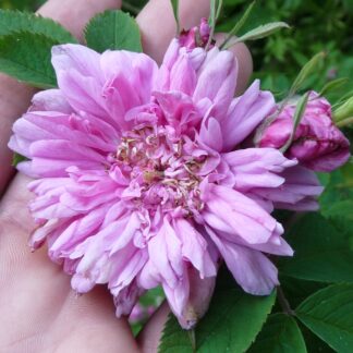 Rosa majalis Plena