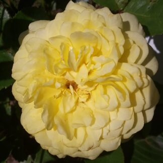 Yellow Meilove