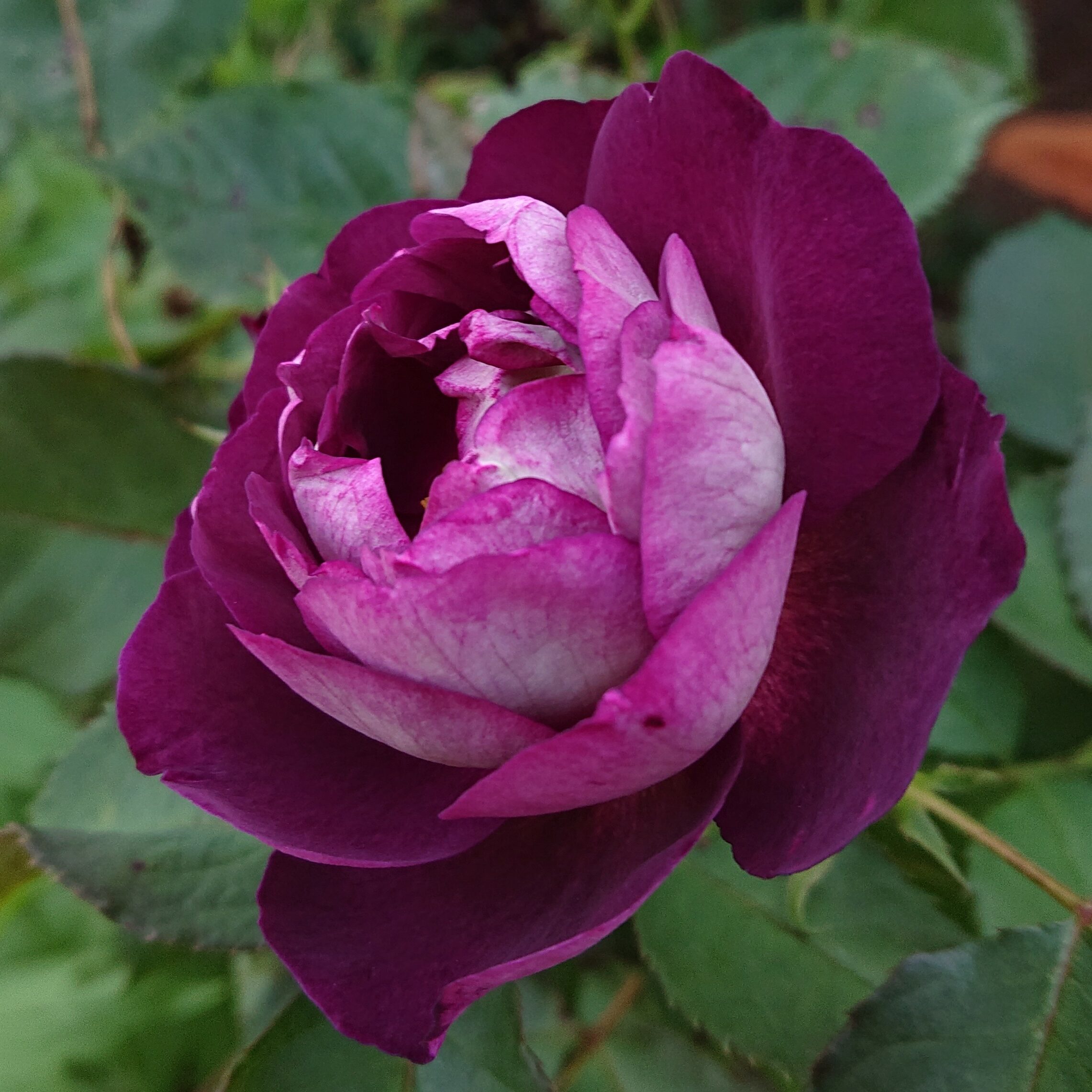 Huddersfield Choral Society – Bild 6