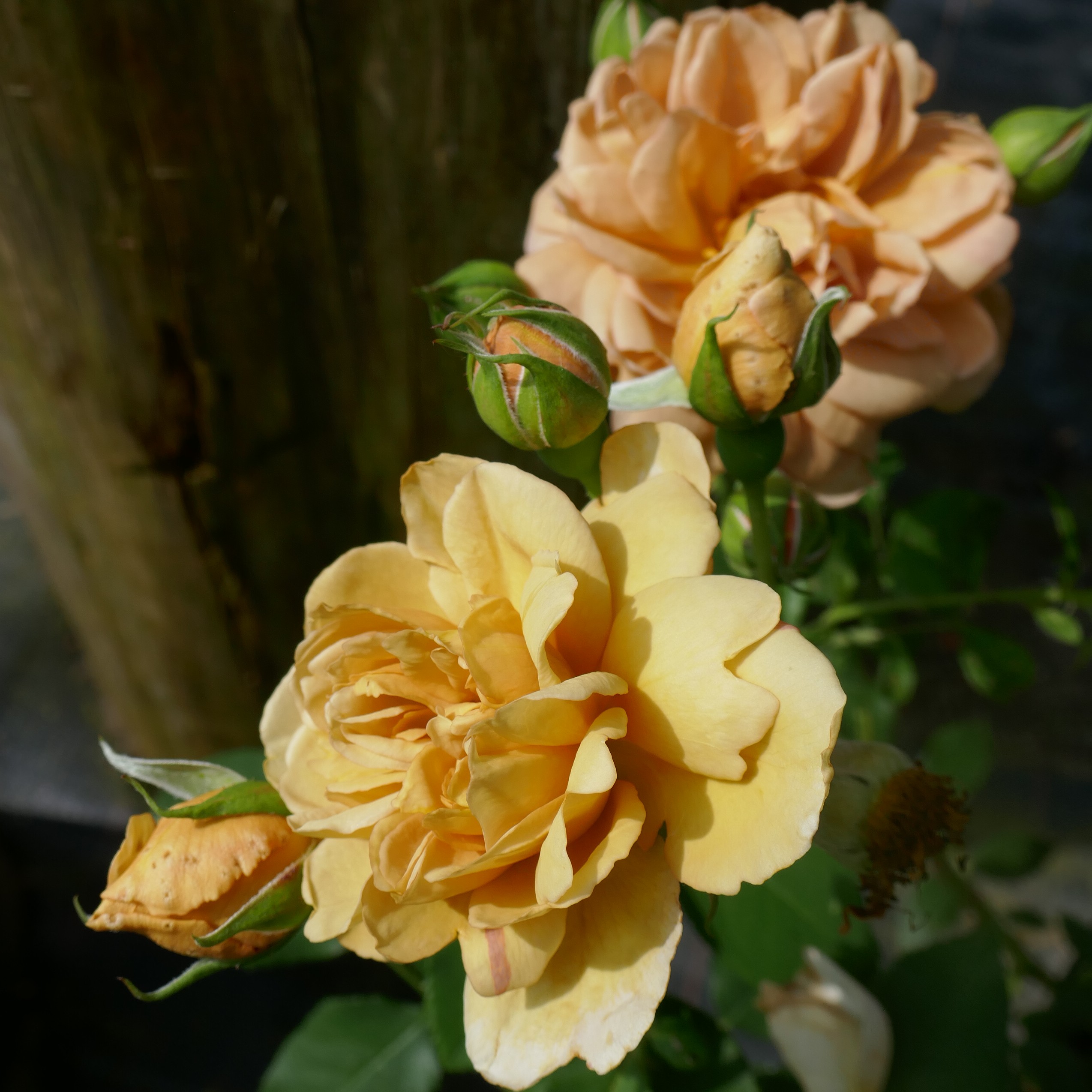 Creme Caramel (Södler) – Bild 12