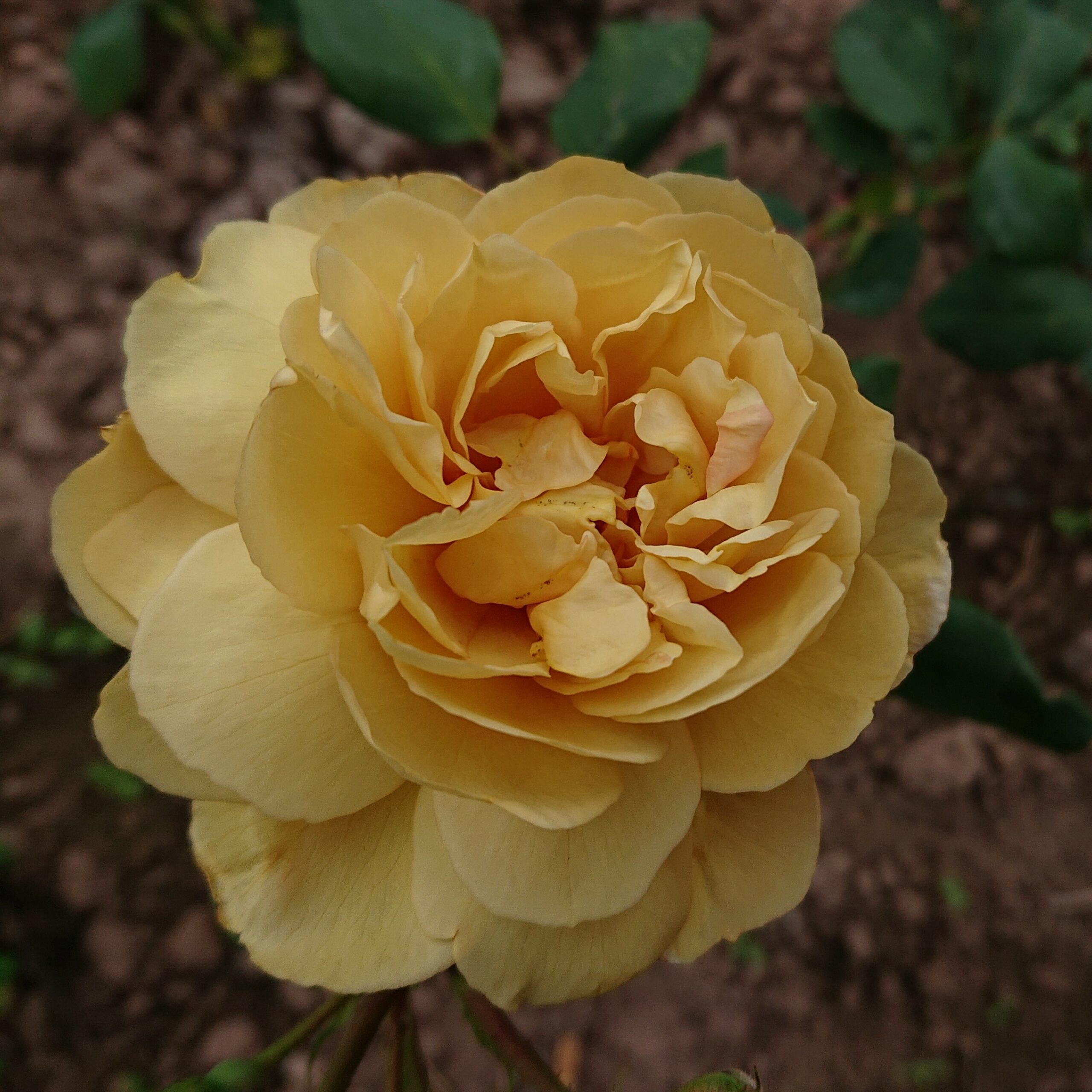 Creme Caramel (Södler) – Bild 13