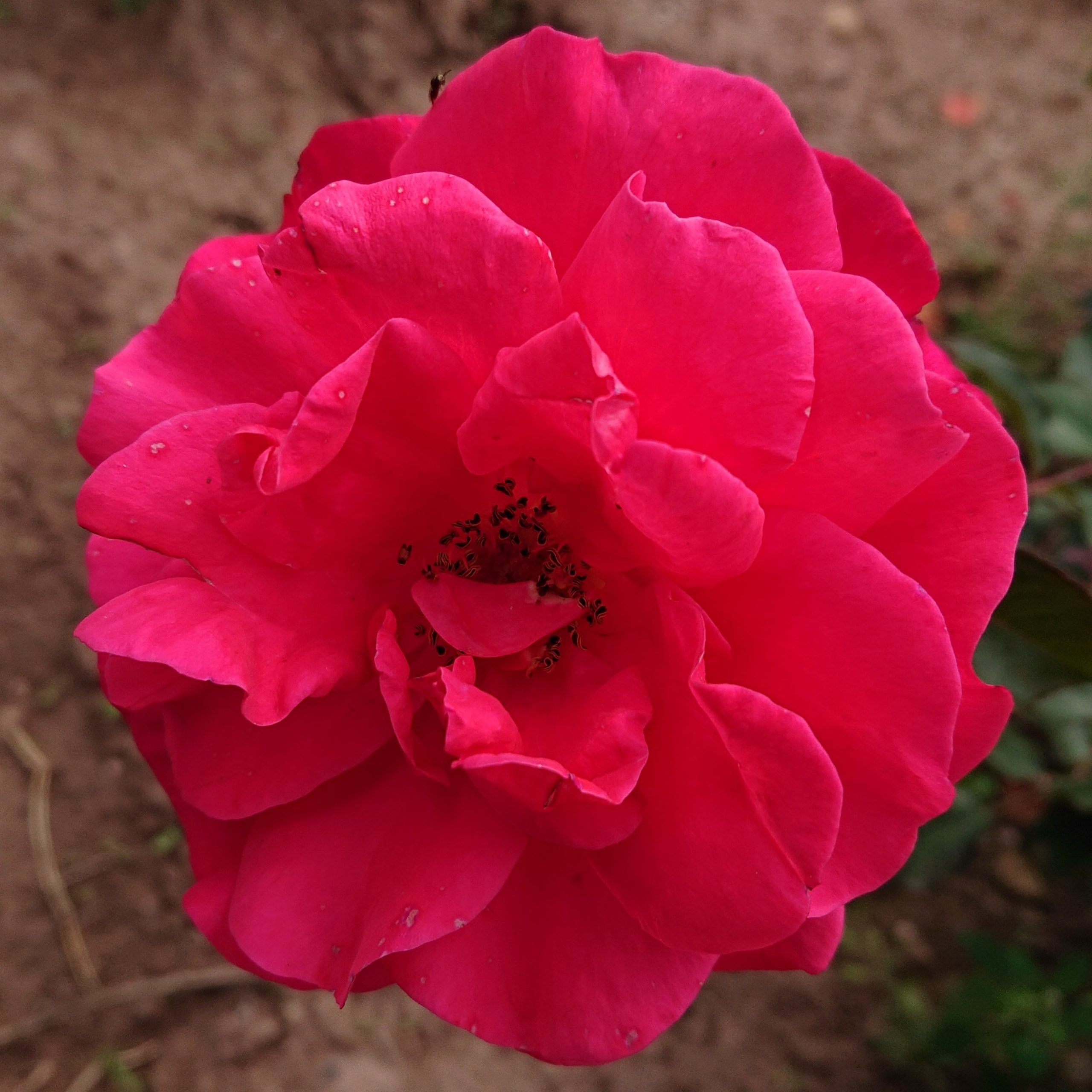 Benita