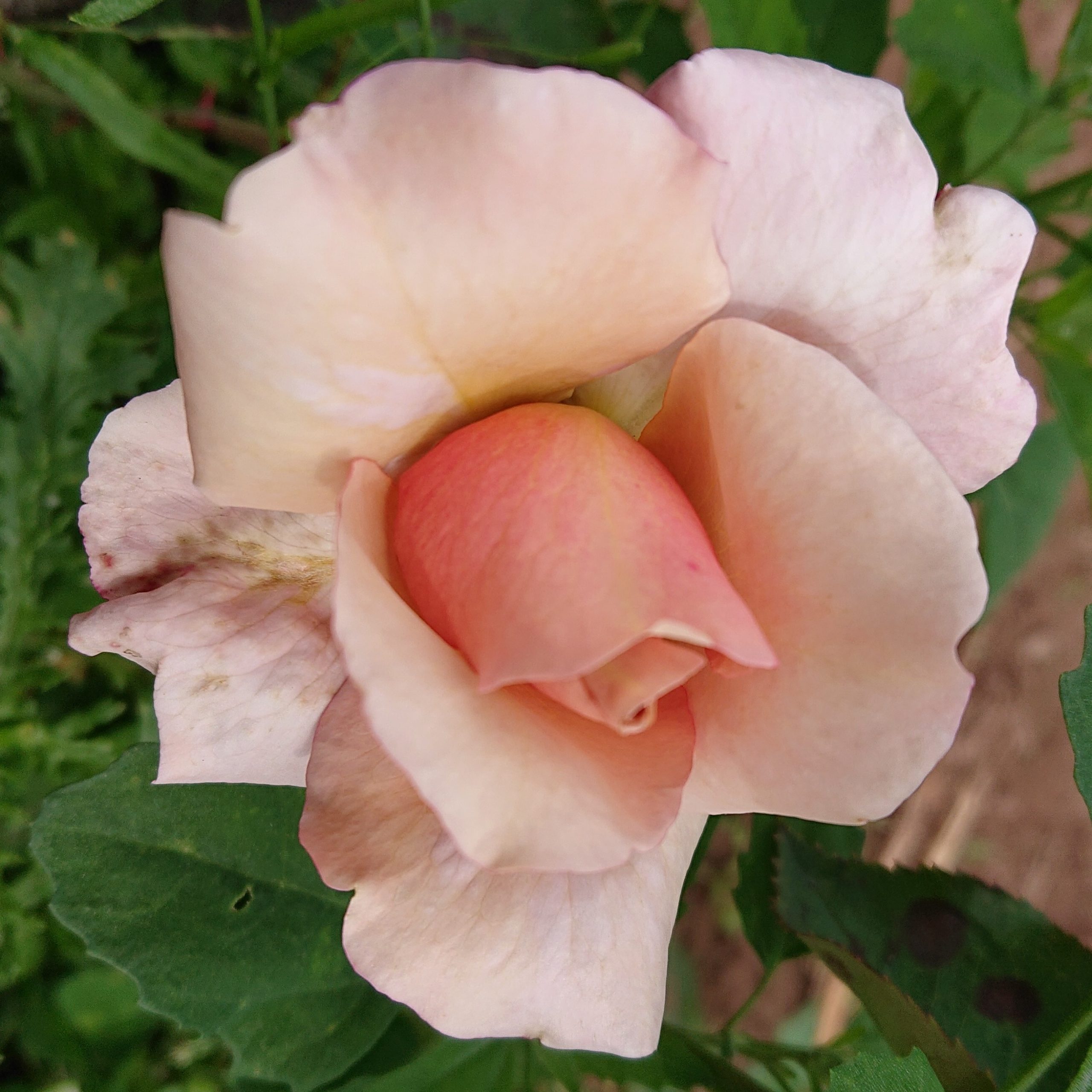 Café au Lait – Bild 3