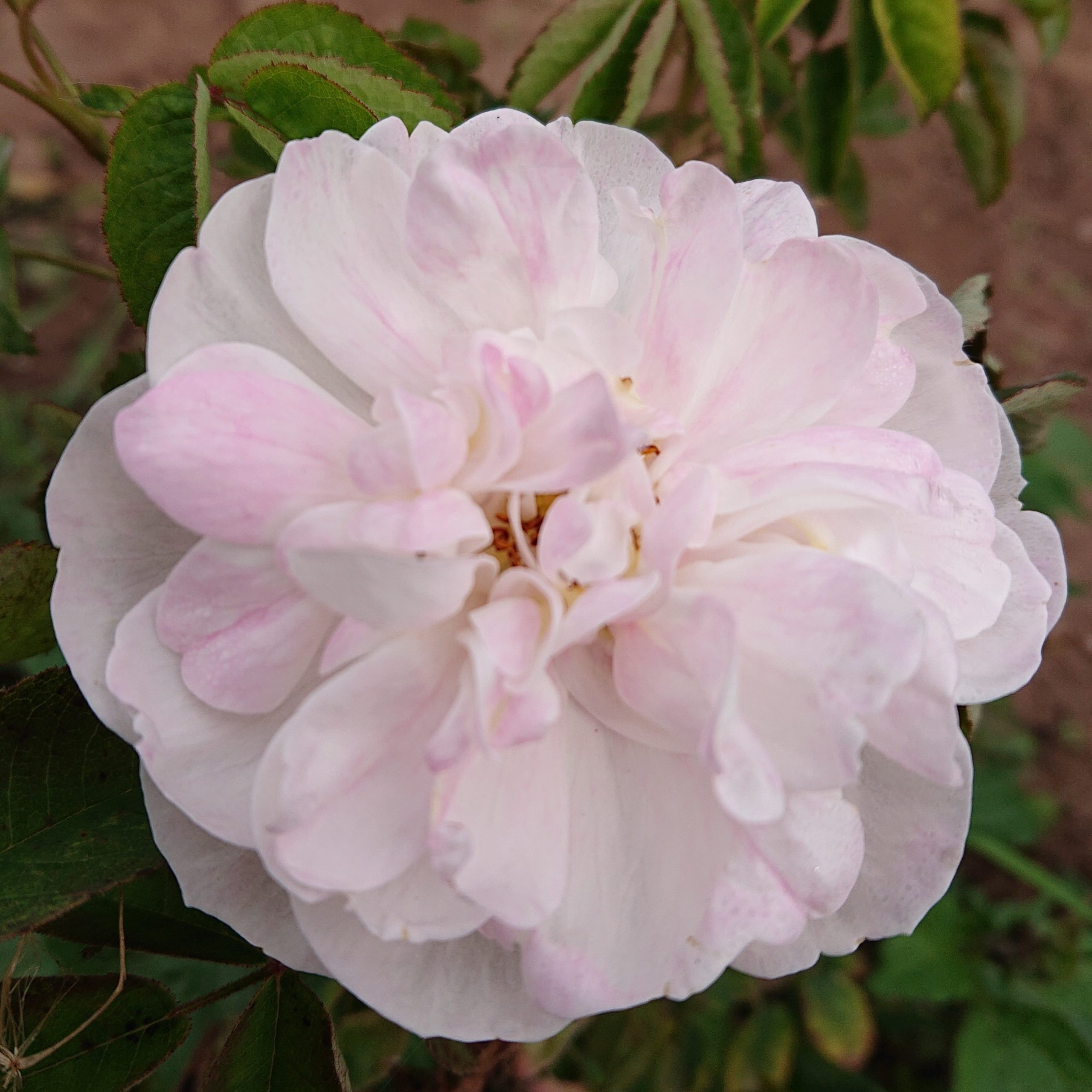 Catherine Ghislaine