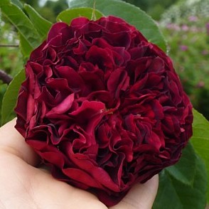 Fosca – Bild 6