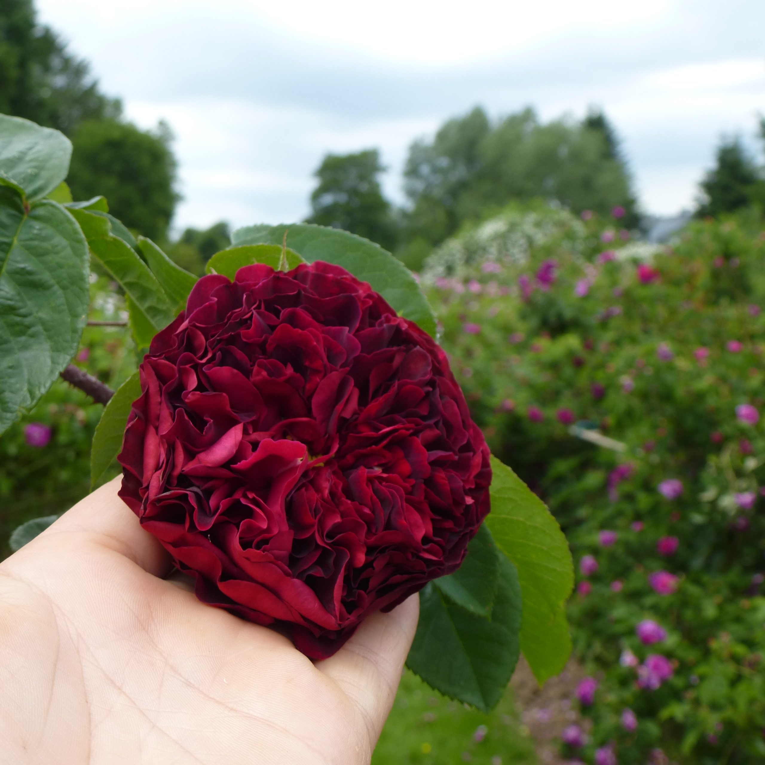 Fosca – Bild 5