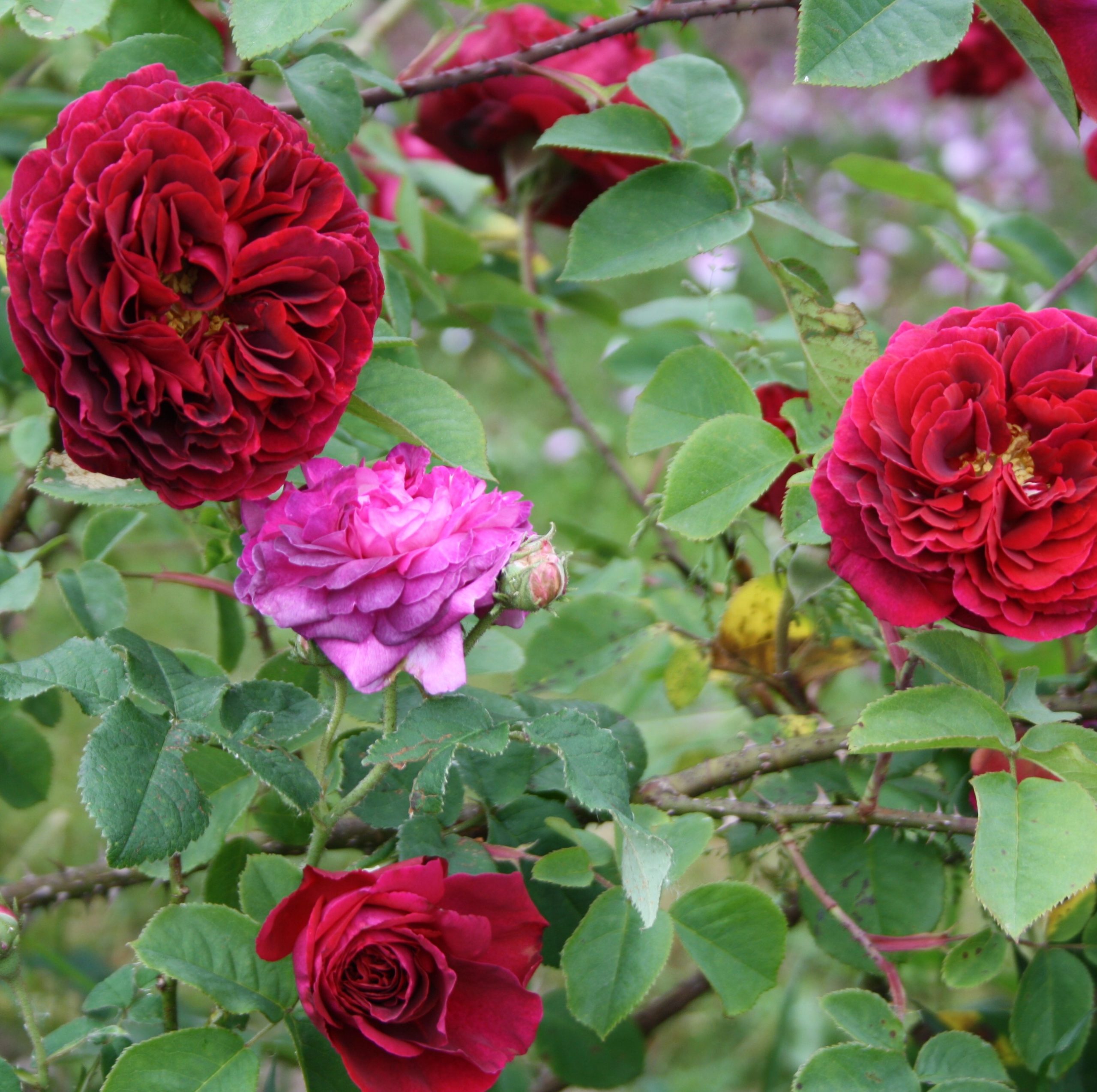Fosca – Bild 4