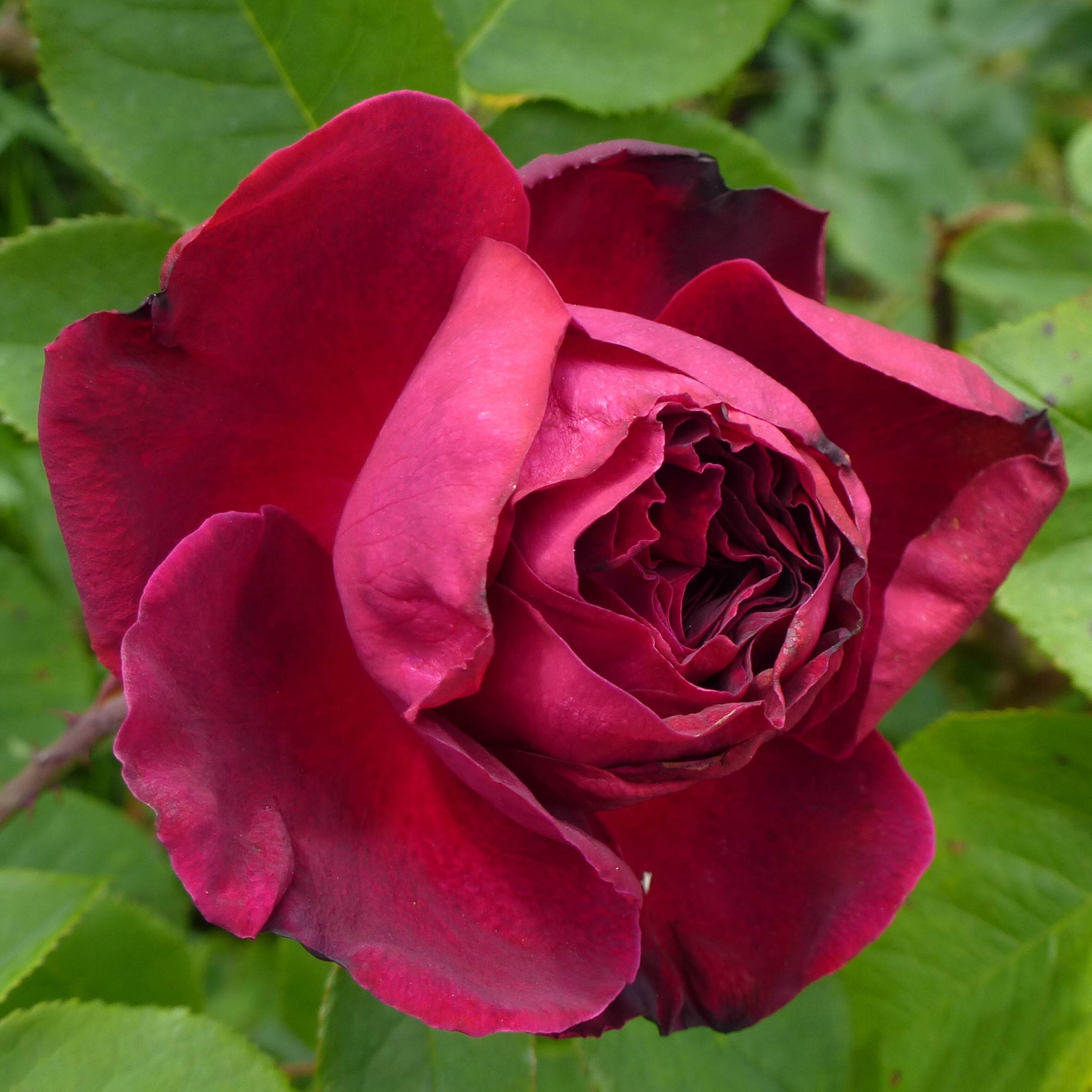 Fosca – Bild 3