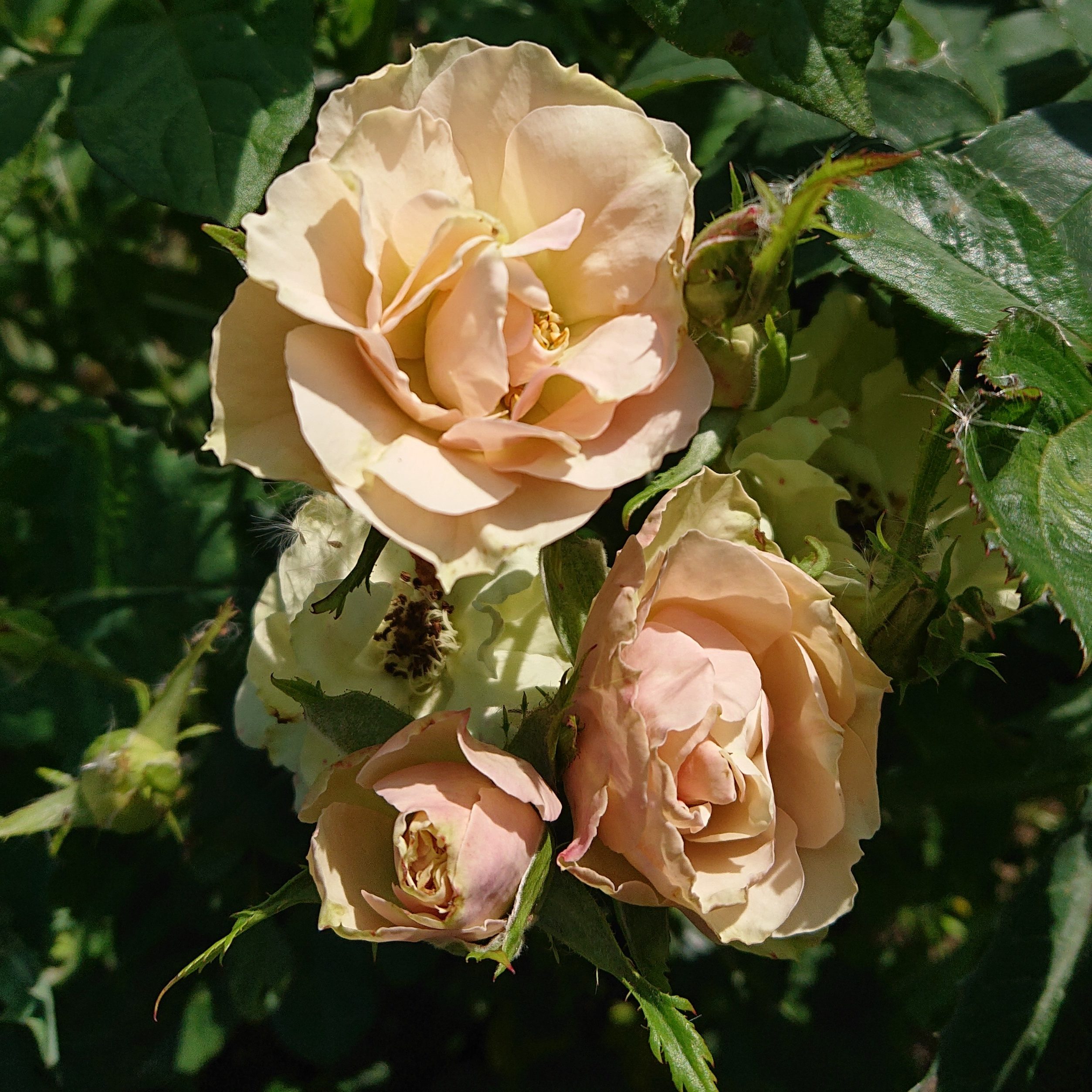 Greensleeves – Bild 5