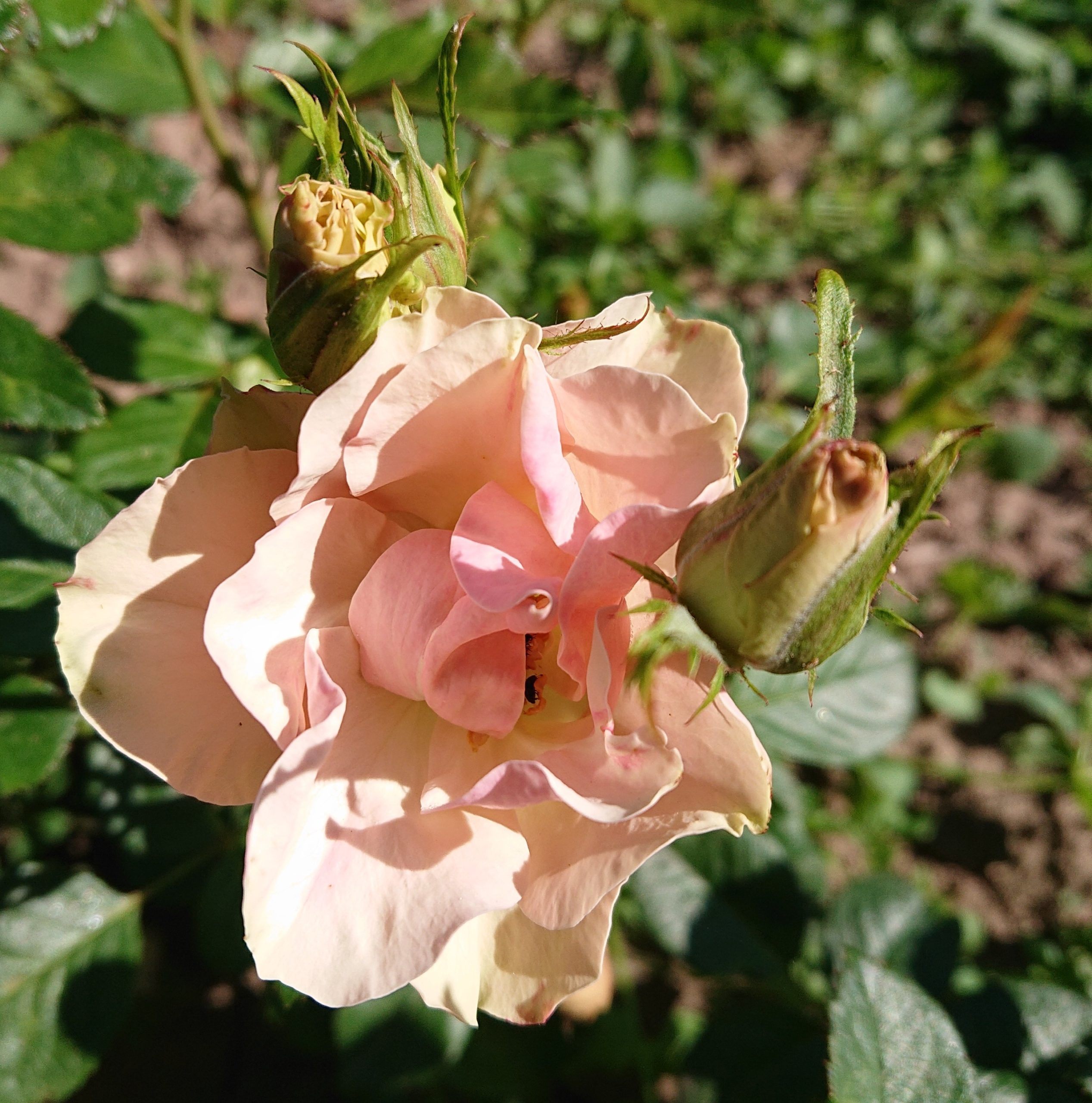 Greensleeves – Bild 4