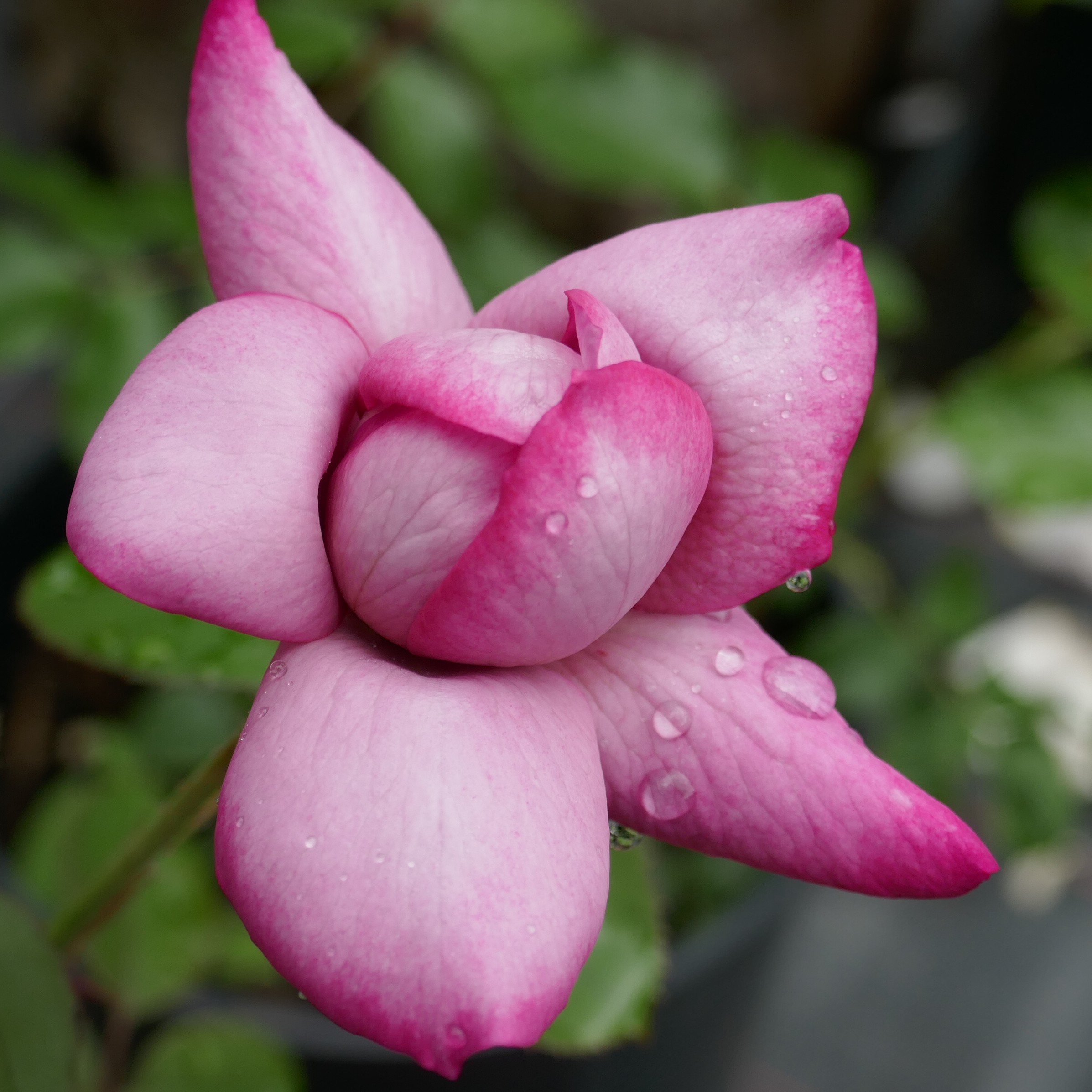 Orchid Masterpiece – Bild 2