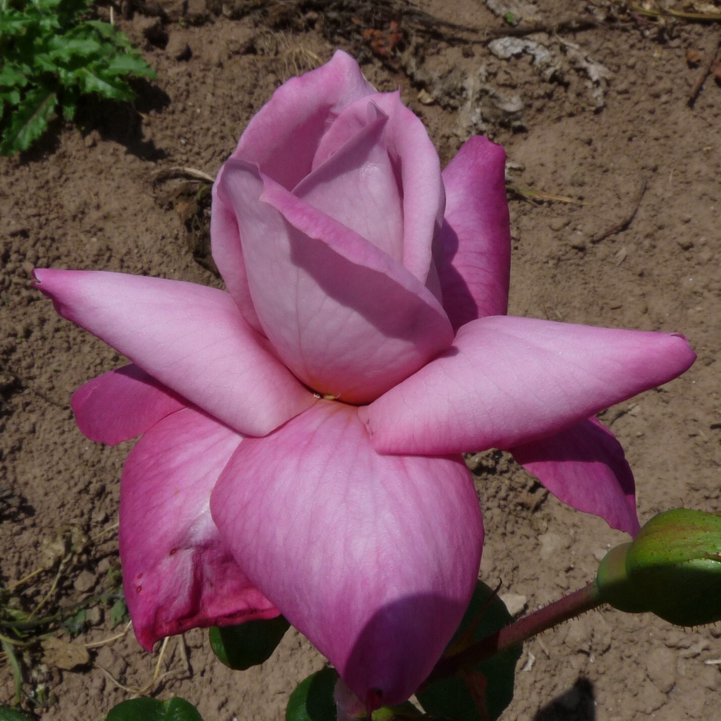 Orchid Masterpiece – Bild 8