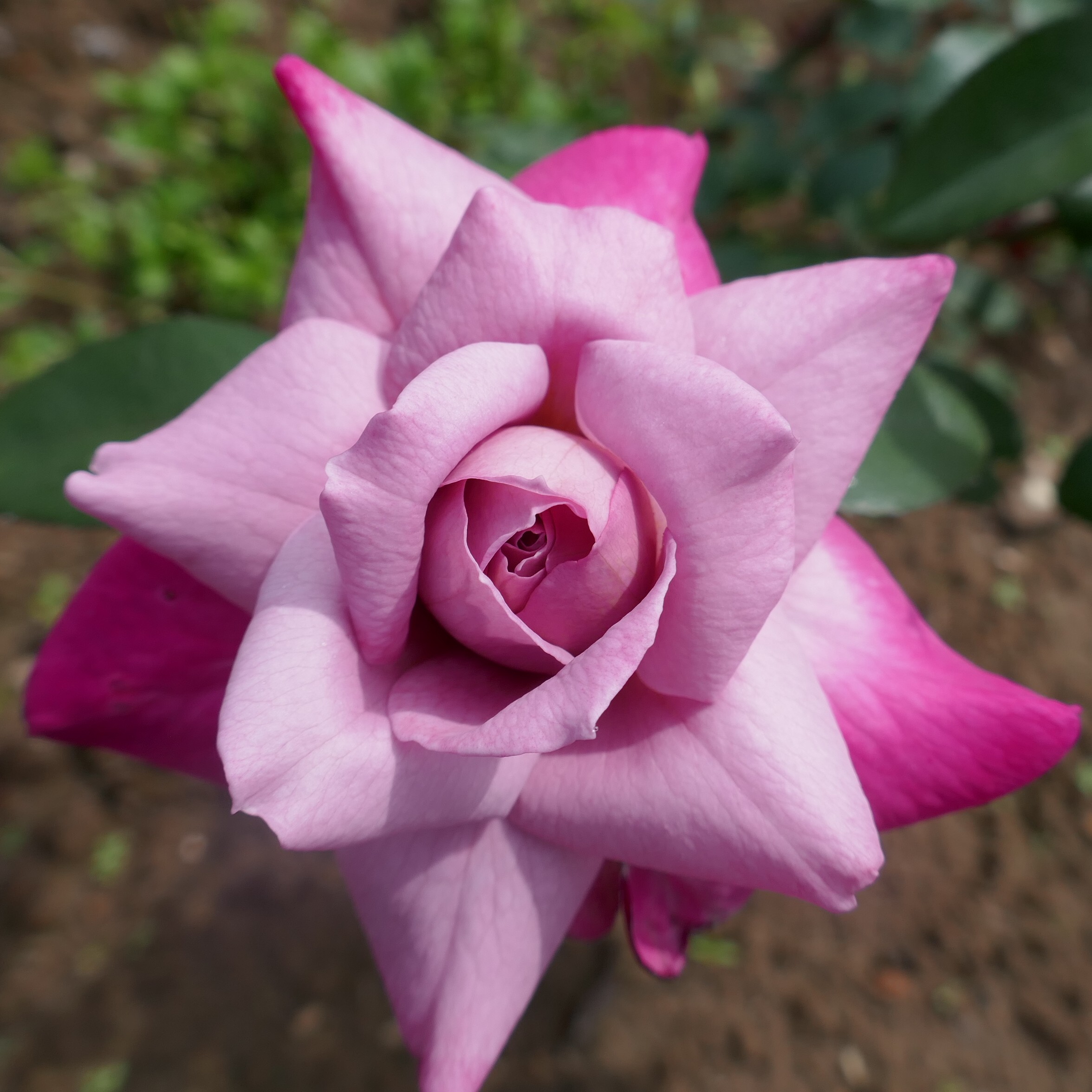 Orchid Masterpiece – Bild 5