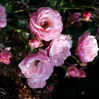 Perle Orléannaise