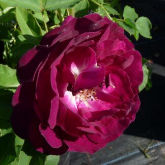 Rosengarten Zweibrücken