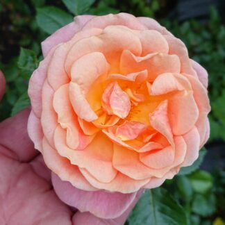 Peach Melba